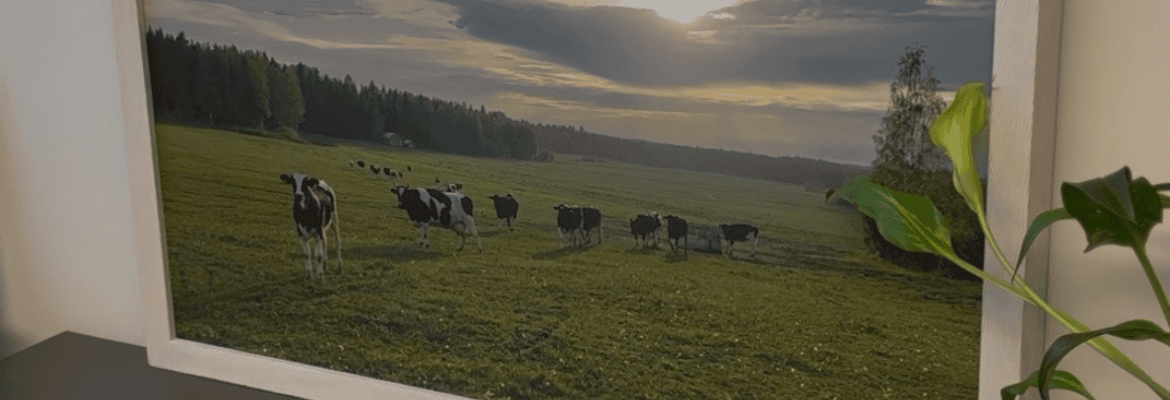 Taulu Elsi Kataisen työhuoneessa, jossa on lehmiä laitumella.