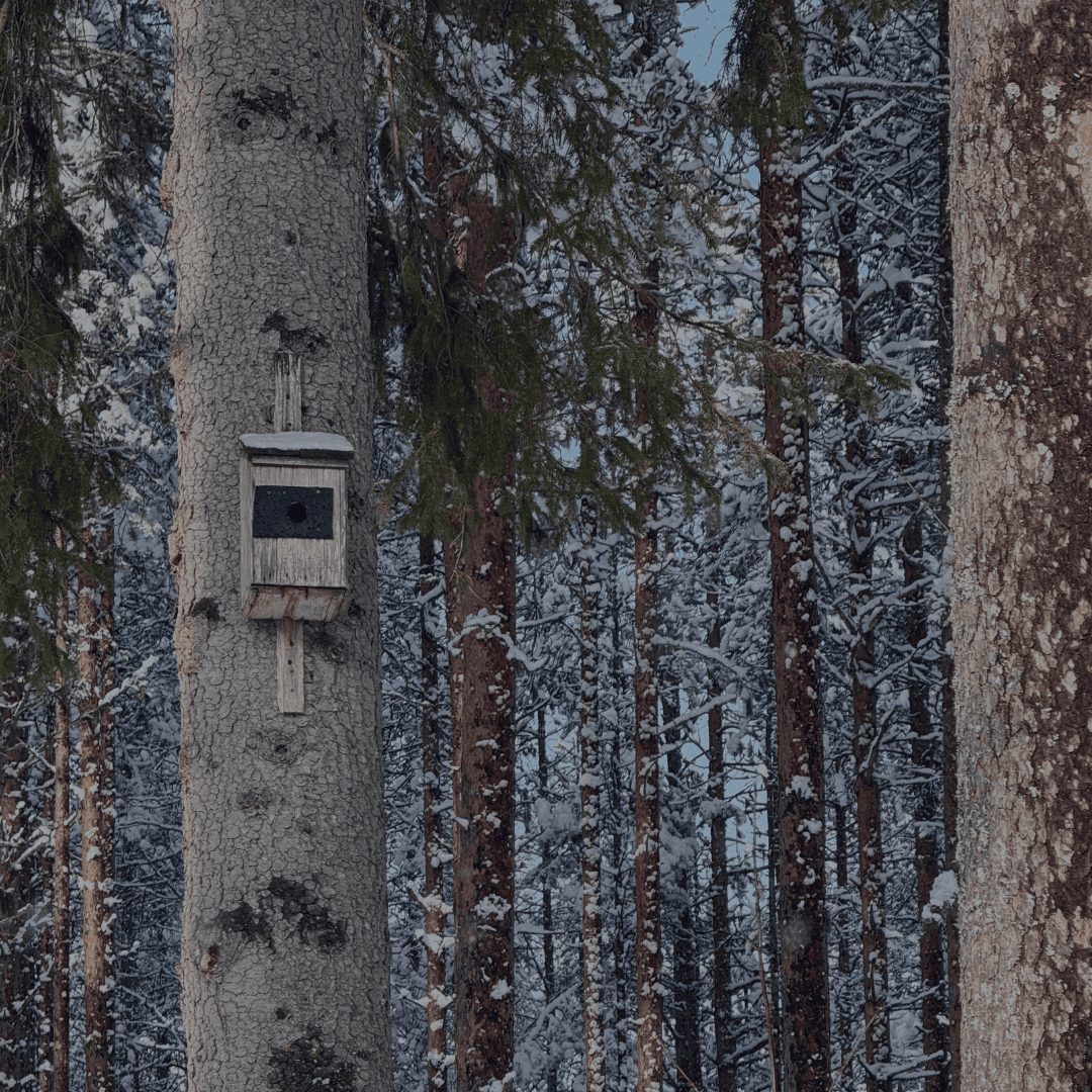 Talvinen metsä ja linnunpönttö