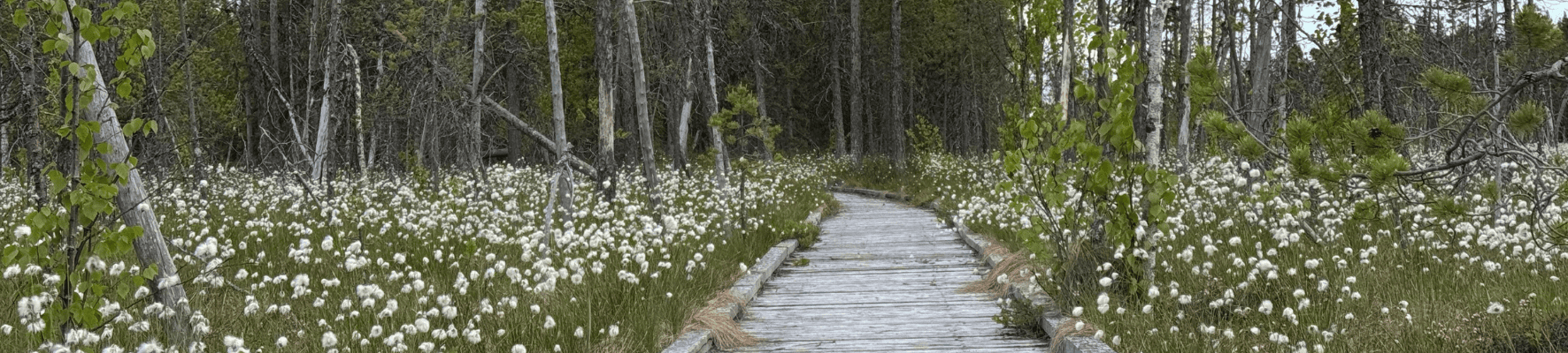 Suomaisema Savukoskelta. Keskellä pitkospuut.